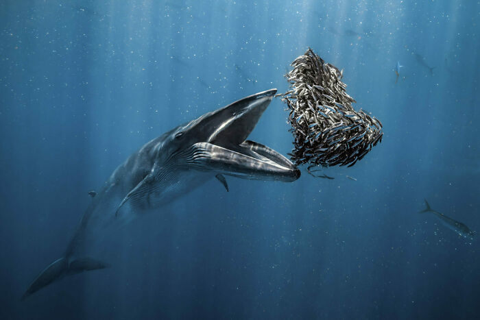 The Ocean Photographer Of The Year, 1st Place Winner Rafael Fernandez Caballero