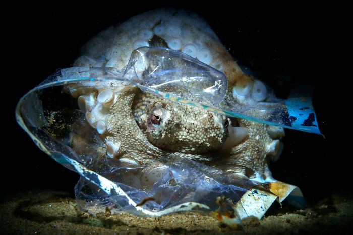 Conservation (Impact) Photographer Of The Year, Finalist Pietro Formis