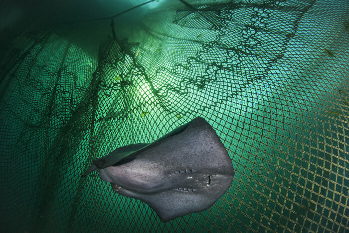 Conservation (Impact) Photographer Of The Year, Finalist Joao Rodrigues