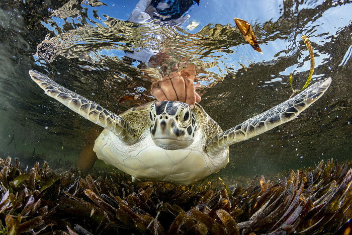 Conservation (Hope) Photographer Of The Year, 1st Place Winner Shane Gross