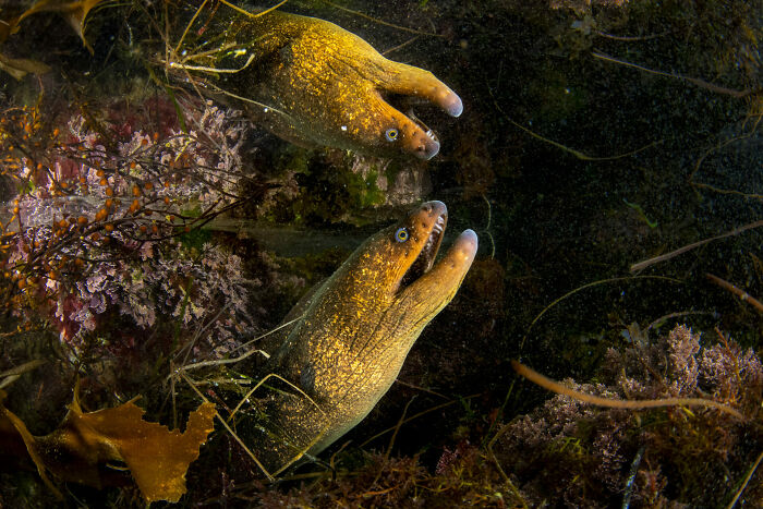 Young Photographer Of The Year, 3rd Place Winner Julian Jacobs