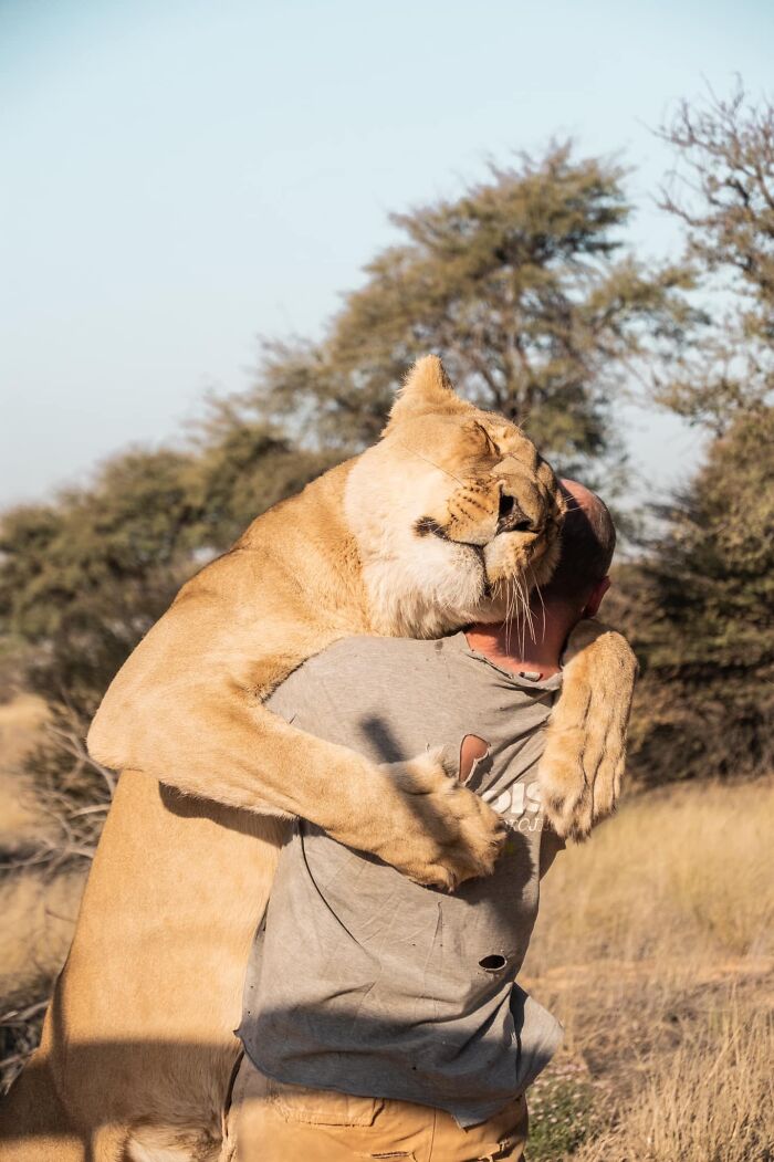 Unique Bond Formed Between A Lioness And Her Caregiver Continues To Grow