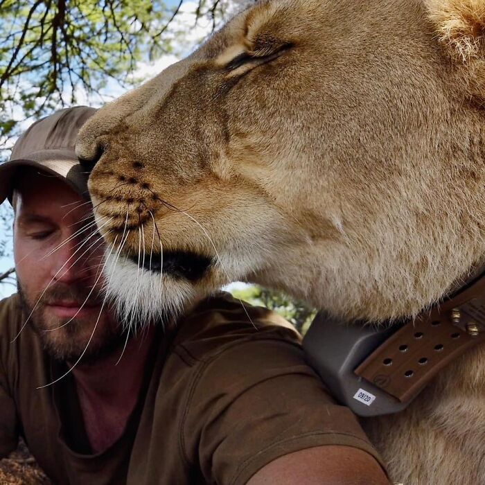 Unique Bond Formed Between A Lioness And Her Caregiver Continues To Grow