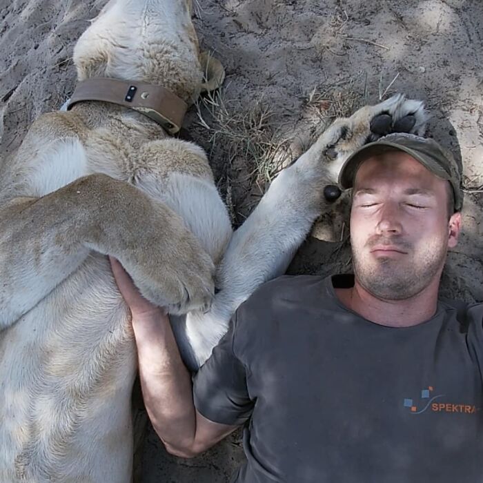 Unique Bond Formed Between A Lioness And Her Caregiver Continues To Grow