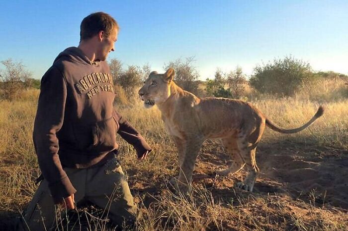 Unique Bond Formed Between A Lioness And Her Caregiver Continues To Grow