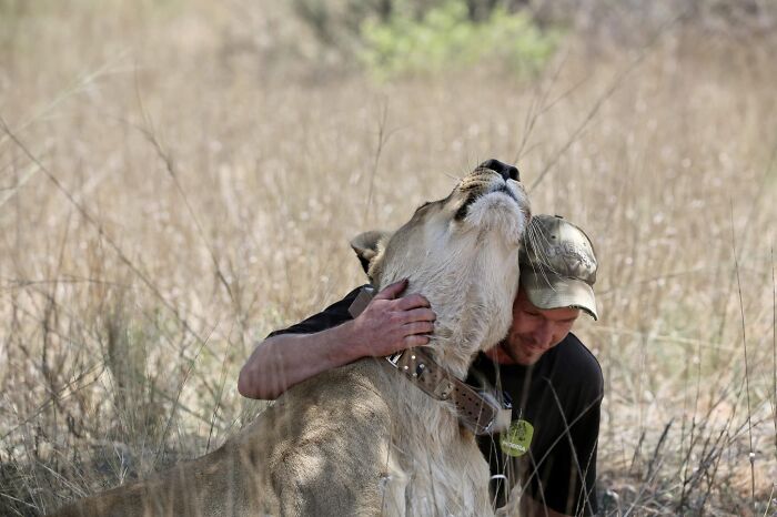 Unique Bond Formed Between A Lioness And Her Caregiver Continues To Grow