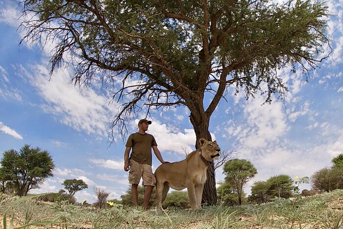 A Beautiful Friendship Between This Caregiver And Lioness That Started 13 Years Ago