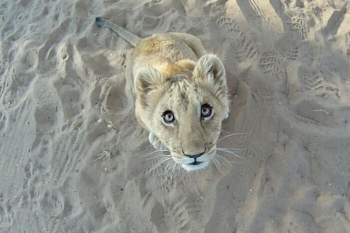 Unique Bond Formed Between A Lioness And Her Caregiver Continues To Grow