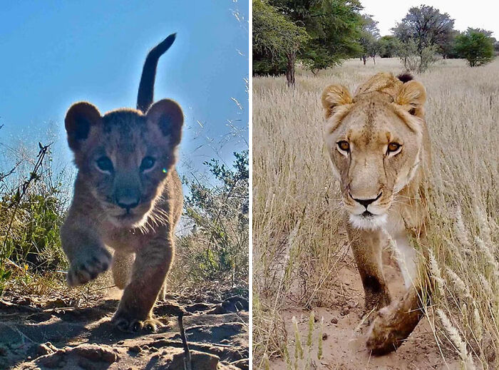 A Beautiful Friendship Between This Caregiver And Lioness That Started 13 Years Ago