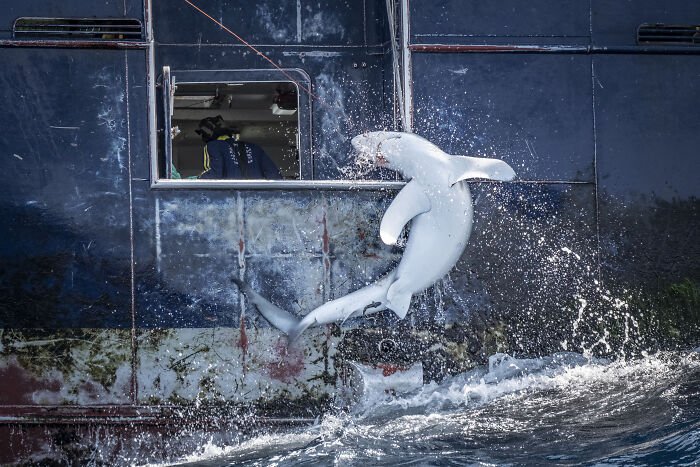 Hooked By Tommy Trenchard