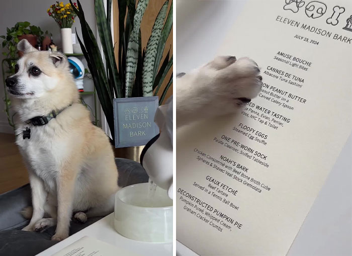 Owner Treats Her Dog To A 9-Course Meal At 'Eleven Madison Bark' For His 11th Birthday