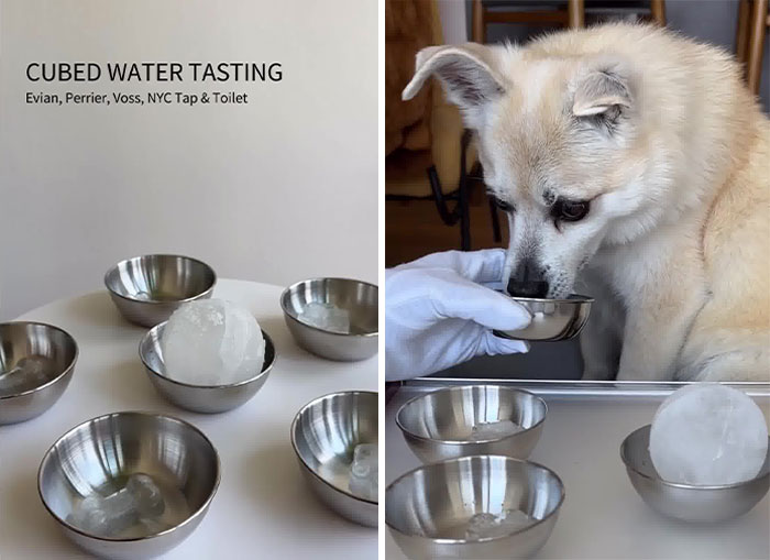 Owner Treats Her Dog To A 9-Course Meal At 'Eleven Madison Bark' For His 11th Birthday