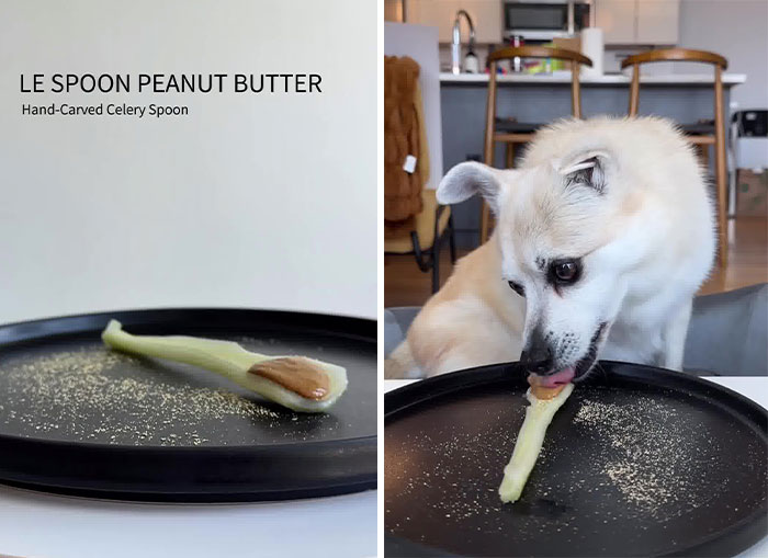 Owner Treats Her Dog To A 9-Course Meal At 'Eleven Madison Bark' For His 11th Birthday