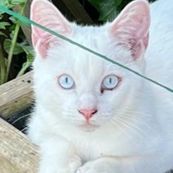 Yuki-blue-eyes-66f441fe067b8.jpg