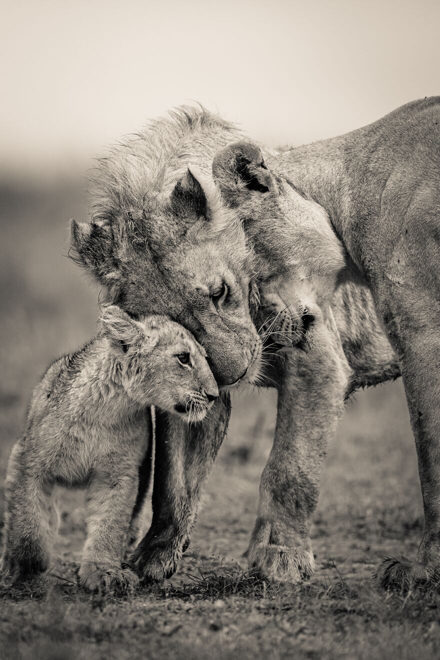 "Loving Lions" By Jacques-Andre Dupont