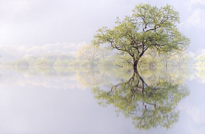 Mist-covered lake with a lone tree reflected in calm water, showcasing an award-winning photograph from the Tokyo International Foto Awards.