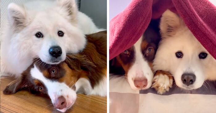 A Story Of Two Best Friends Hugging Each Other Every Day Is Melting Hearts All Over The Internet