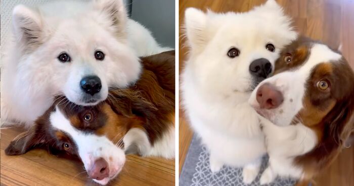 Meet Yuki The Samoyed And Maple The Aussie - Probably The Cutest Friends On Earth