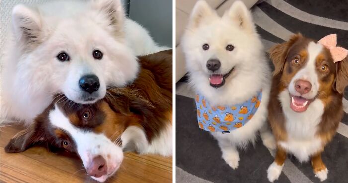 People Can’t Get Enough Of Adorable Friendship Between Yuki The Samoyed And Maple The Aussie