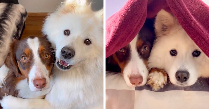 A Story Of Two Fluffy Friends Who Can’t Stop Hugging Each Other Is Melting People’s Hearts