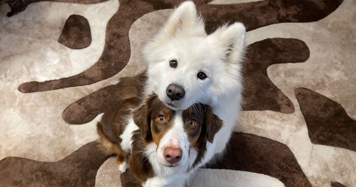 A Story Of Two Fluffy Friends Who Can’t Stop Hugging Each Other Is Melting People’s Hearts