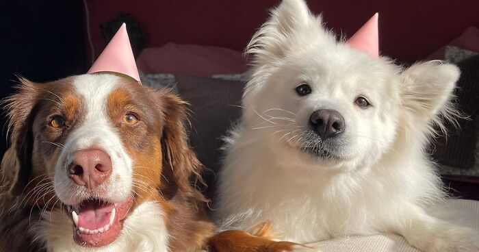 A Story Of Two Fluffy Friends Who Can’t Stop Hugging Each Other Is Melting People’s Hearts