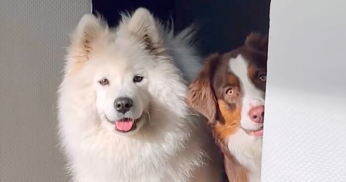 A Story Of Two Fluffy Friends Who Can’t Stop Hugging Each Other Is Melting People’s Hearts