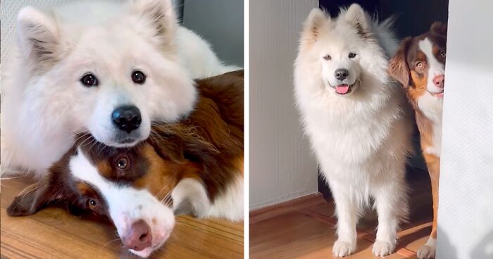 A Story Of Two Fluffy Friends Who Can’t Stop Hugging Each Other Is Melting People’s Hearts