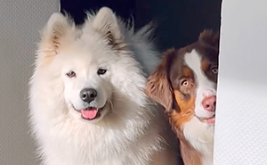 A Story Of Two Fluffy Friends Who Can’t Stop Hugging Each Other Is Melting People’s Hearts