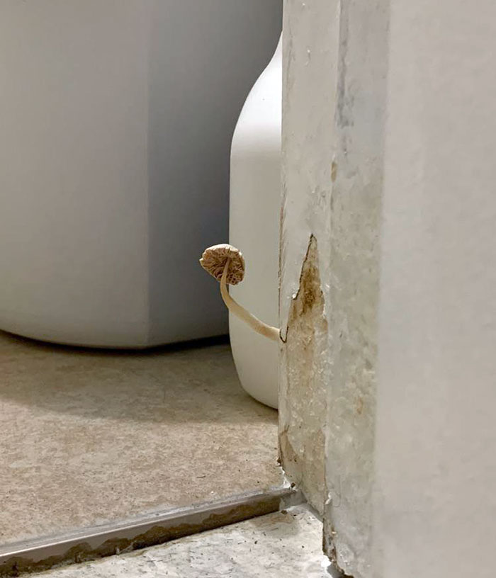 At My Airbnb There’s A Mushroom Growing Out Of The Bathroom Door