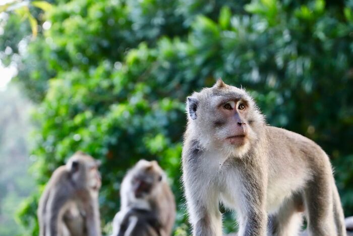 Monkeys Fight Off Kidnapper To Rescue 6-Year-Old Girl From Abandoned House