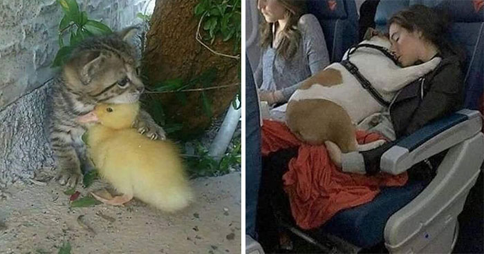 50 Times Animals Were So Randomly Funny, People Just Had To Take A Picture Of Them (New Pics)