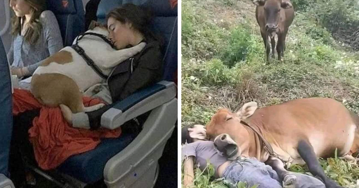 105 Times People Saw Animals Where They Least Expected To See Them