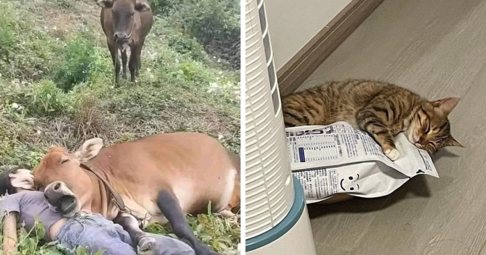 105 Cute Animals In Random Places, From Cats In Meetings To Cows On A Garage, And More