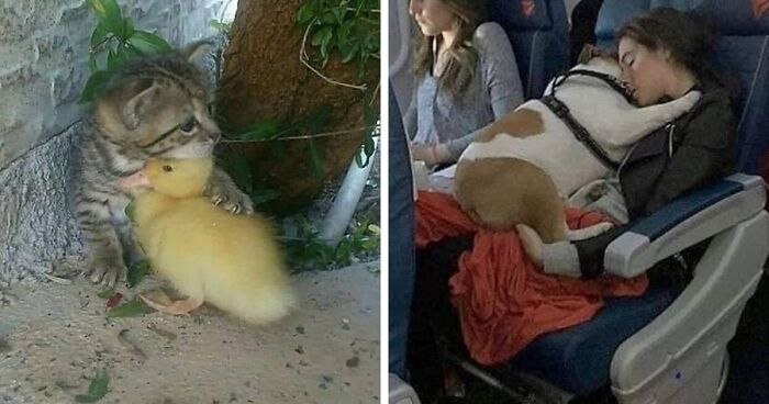 105 Times People Spotted Animals In Places They Shouldn’t Be And Just Had To Share (New Pics)