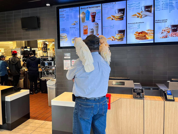 At First, I Thought This Guy With Two Birds At McDonald’s Was Really Cool. But Then, One Of The Birds Pooped On The Counter And Floor And He Did Absolutely Nothing To Clean It Up