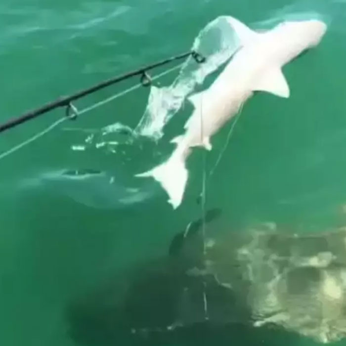 Scientists Reconsider Food Chain As 8-Foot-Long Shark Gets Eaten By Another Predator