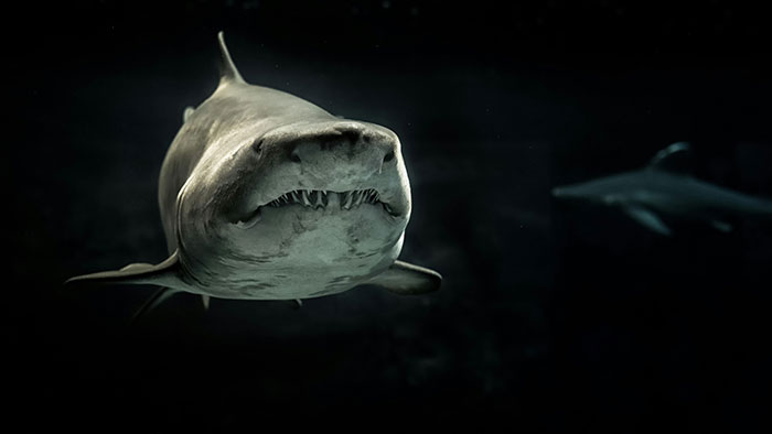 Scientists Reconsider Food Chain As 8-Foot-Long Shark Gets Eaten By Another Predator