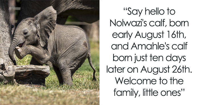 People Online Are Overtaken By The Cuteness Of These 2 Newborn Elephants At Fresno Zoo