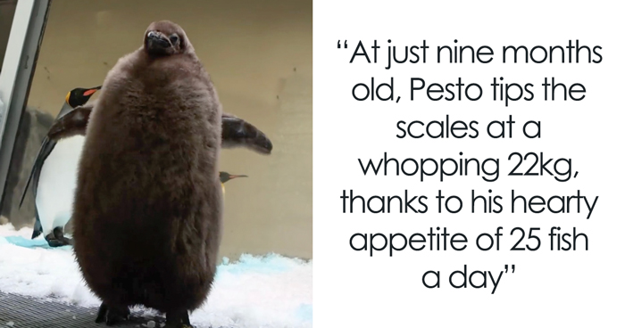 Meet 9-Month-Old Pesto, Who’s The Besto, Weighing In At A Whopping 22 Kg