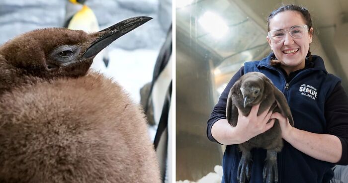 Meet 9-Month-Old Pesto, Who’s The Besto, Weighing In At A Whopping 22 Kg