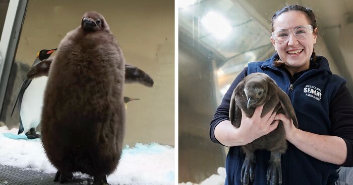 Meet 9-Month-Old Pesto, Officially The Largest Chick Sea Life Melbourne Aquarium Has Ever Seen