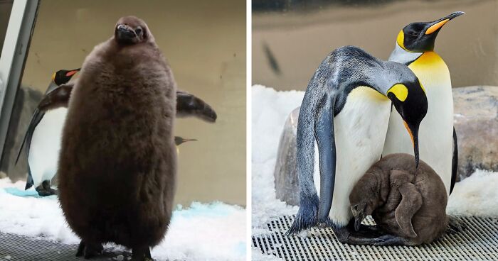 Penguin Pesto, Weighing In At 22 Kg, Is The Biggest Ever Chick At The Sea Life Melbourne Aquarium