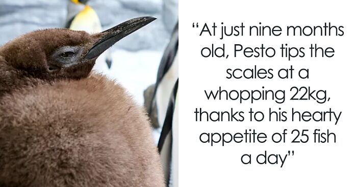 Meet 9-Month-Old Pesto, Who’s The Besto, Weighing In At A Whopping 22 Kg