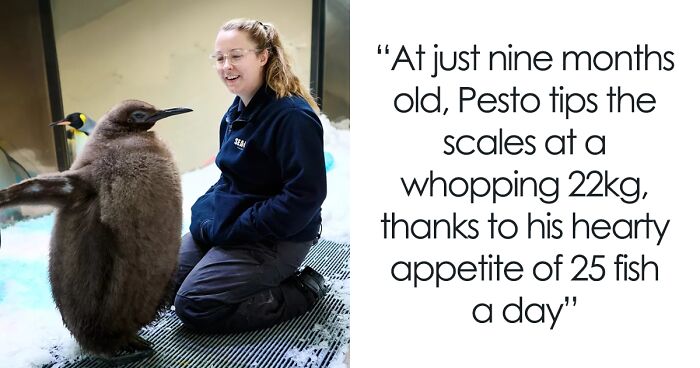 Pesto Holds The Record For Being The Biggest Penguin Chick At The Sea Life Melbourne Aquarium Ever