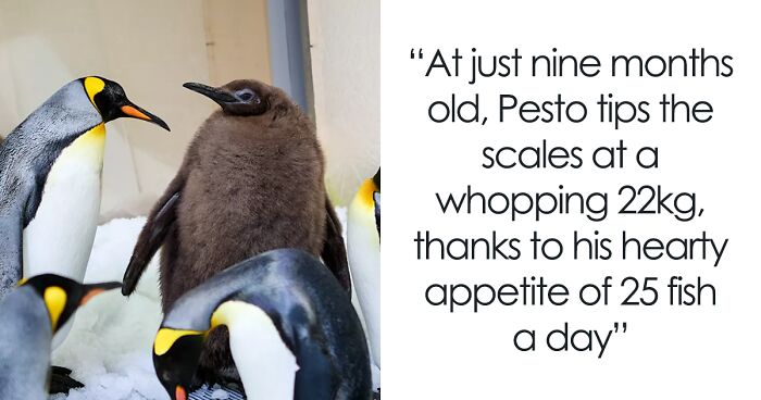 Meet 9-Month-Old Pesto, The Internet’s Favorite Fuzzy Baby Penguin, Who Eats 25 Fish A Day