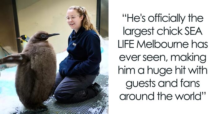 Pesto Has Quickly Captured Hearts Globally: At Just 9 Months Old, Chick Is Weighing In At 22 Kg