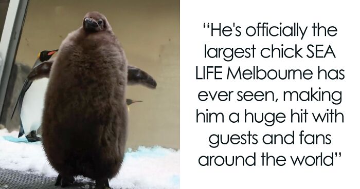 Meet The Internet’s Favorite Fuzzy Penguin Pesto, Who Eats 25 Fish A Day