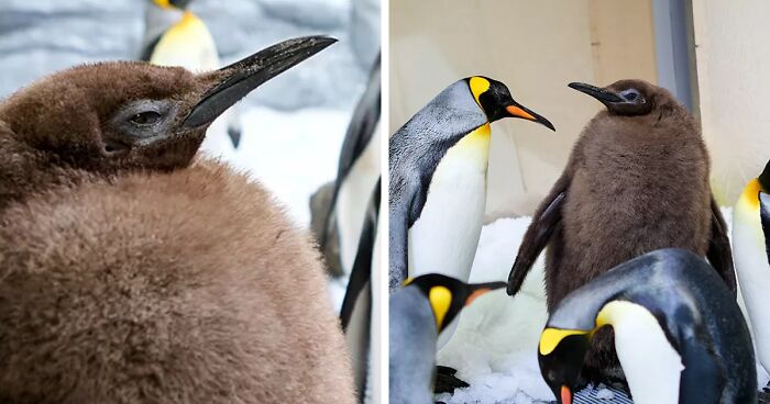 Penguin Pesto, Weighing In At 22 Kg, Is The Biggest Ever Chick At The Sea Life Melbourne Aquarium