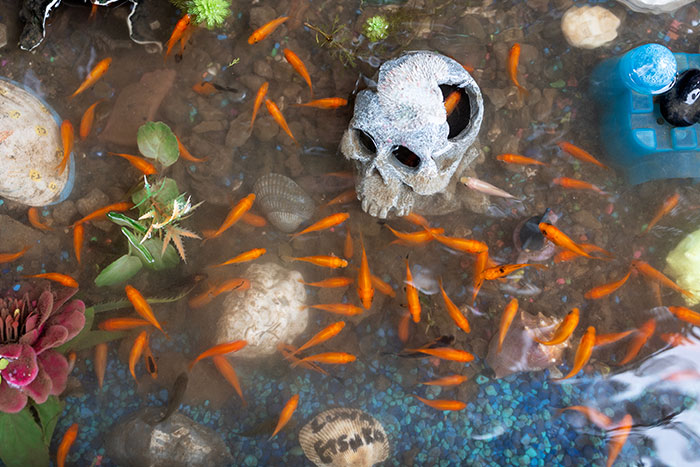 Aquarium With Real Fish Created Around Fire Hydrant "Puddle" Draws Criticism For Its Cruelty